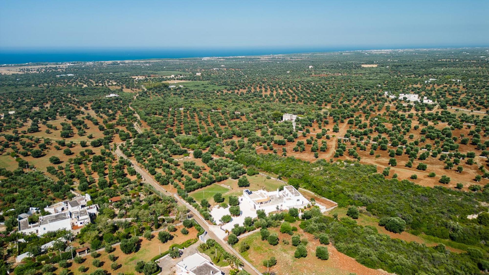 Masseria Abadia Uno ออสตูนี ภายนอก รูปภาพ